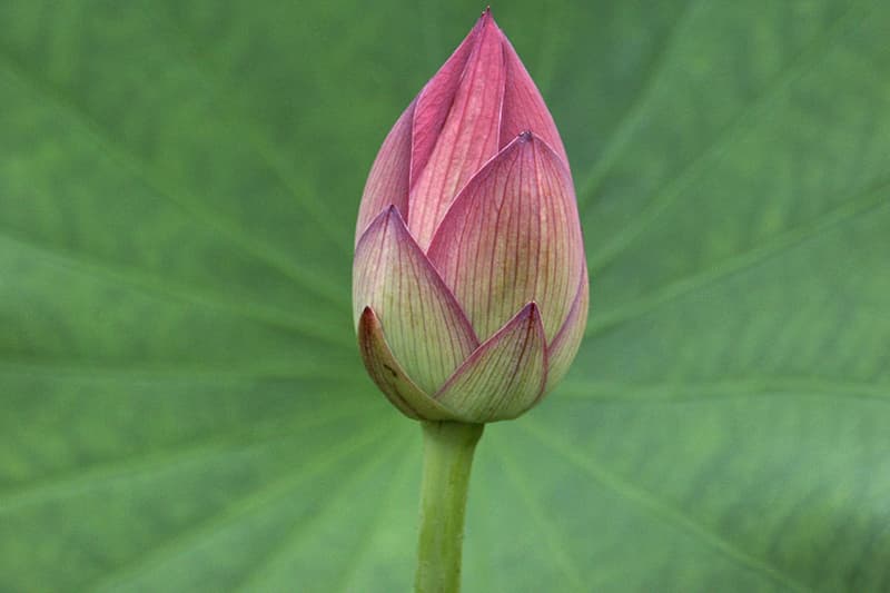13 පිළිබඳ පොහොට්ටුවේ මතය - (එරන්ද ගිනිගේ)