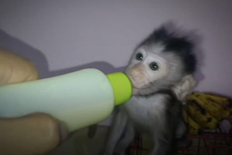BBC හෙළිදරව් කළ ගෝලීය වඳුරු හිංසන ජාලය