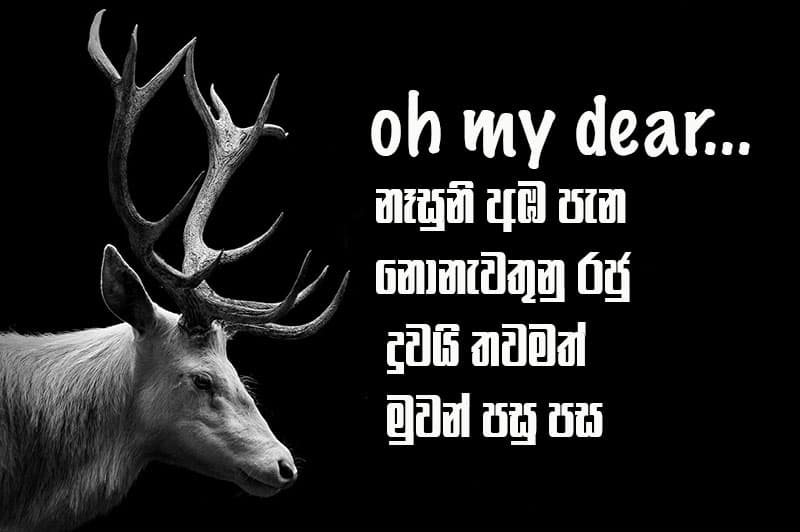 Oh My Dear !
