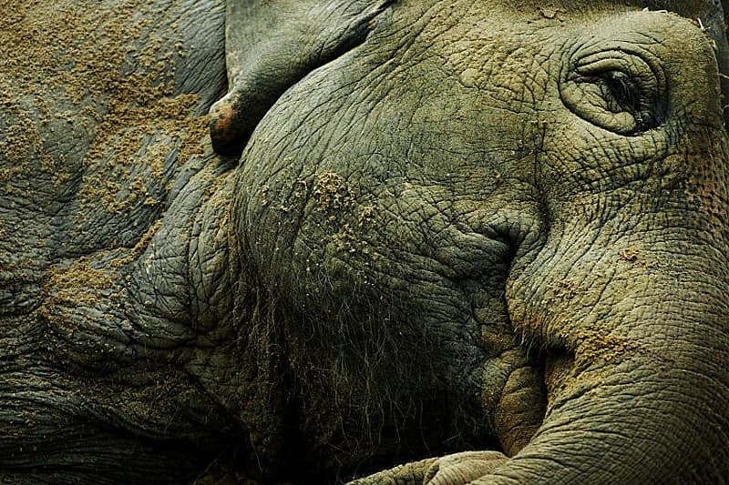 අලි නිදා සිටින අයුරු ඔබ දැක තිබෙනවා ද?