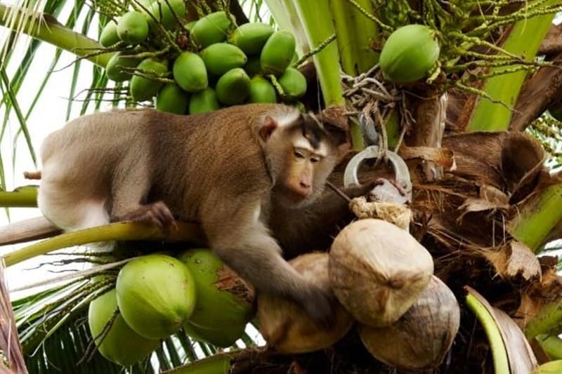 ඇමති ලාල් කාන්ත කියන විදිහට වන සතුන් මරා ගොවි බිම් බේරා ගත හැකි ද? - (නිරංජන් චාමින්ද කරුණාතිලක)