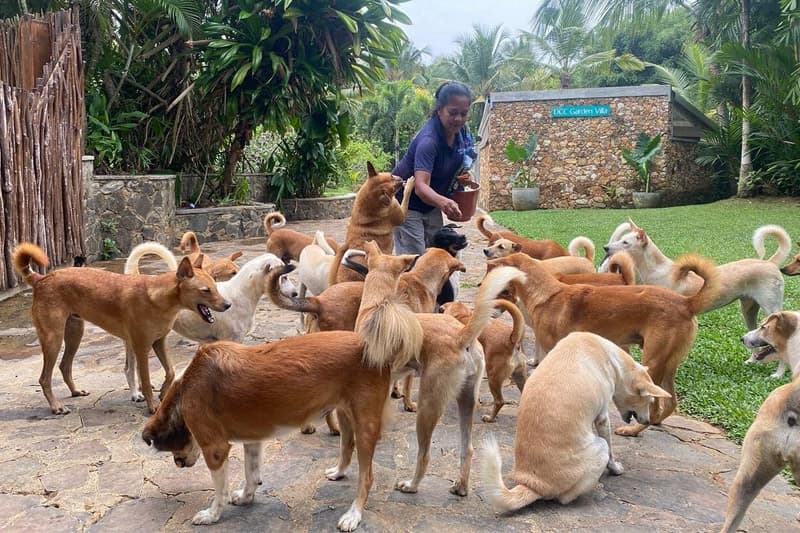 'Dog Care Clinic' : විසිඑක් වසරක් සපුරන ජලභීතිකාව තුරන් කරන මානුෂීය මෙහෙවර | සුපුනි ඉෂාරා