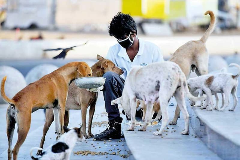මෝදි ගේ පැමිණීම මුල් කොට අනුරපුර සුනඛයන් ඉවත් කිරීමේ වෑයම වැලකී යයි