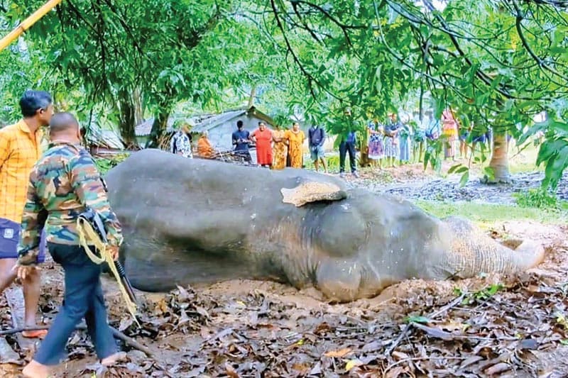 රෝගී සද්දන්තයාට ගිනි තැබීම හෙවත් මිනිසත්කම දවා අළු කර ගැනීම | සුනිල් කන්නන්ගර