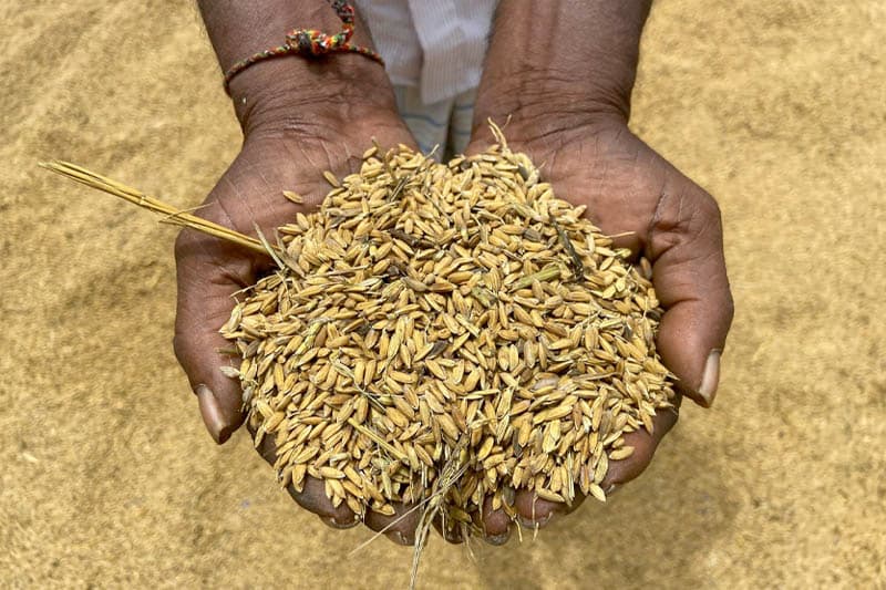 නාඩු වලින් පටන් ගෙන කැකුළු හාල් වලින් නිමා කළ සහල් ප්‍රශ්නය | සුනිල් කන්නන්ගර