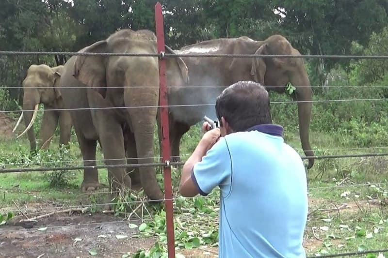 අතීතයේ අලි මිනිස් ගැටුමකට ඉඩක් නොතැබූ දහනක බණ්ඩාර දෙවියන්ටත් 'අලි වෙඩි'?