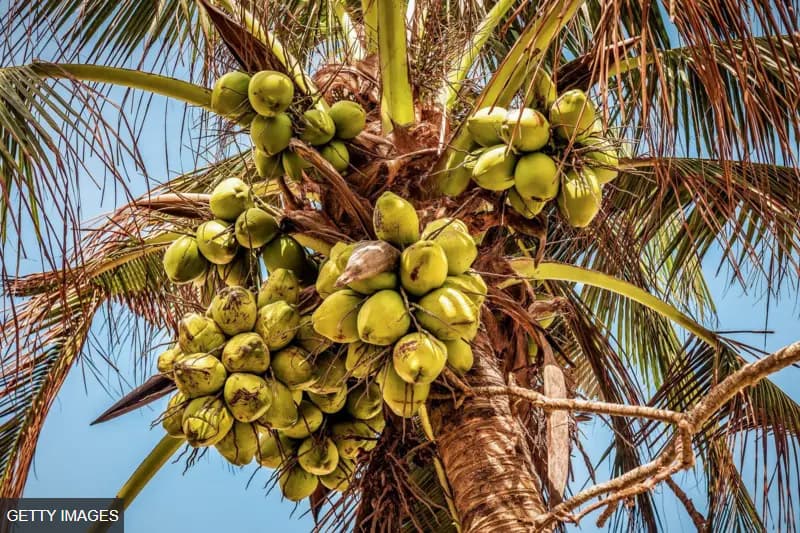 රටේ පොල් පිටරට යවා පිටරටින් පොල් ගෙන ඒමට සැලසුම් කරන ශ්‍රී ලංකාවේ අපූරු 'පොල් කෑම'