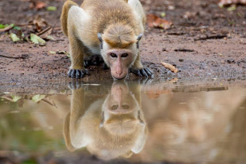 ‘ලෝකේ කොහේවත් නැති’ වන සත්ව සංගණන අපේ රටේ | නිරංජන් චාමින්ද කරුණාතිලක
