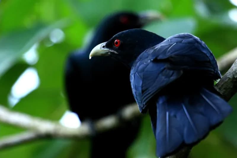 එදා සිංහල අලුත් අවුරුදු කොහෝ නදට මෙදා මොකද වුණේ?