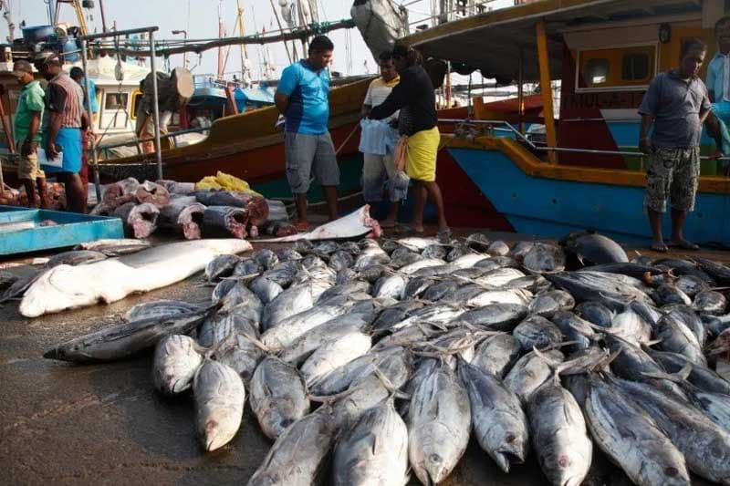 අපනයන ඉහළට: ධීවර ක්ෂේත්‍රයේ නව පිබිදීමක් සමගින් අභියෝග රැසක් මතු වෙයි !
