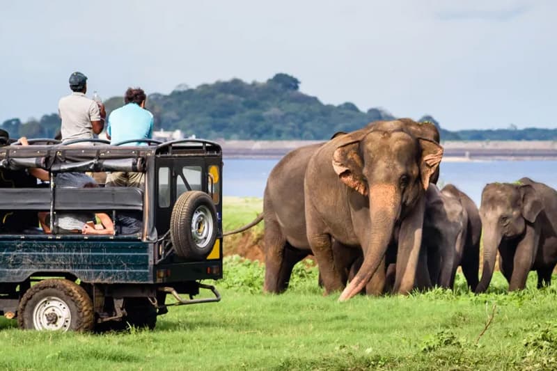 එල්-නිනෝ උණුසුම 40°C පනී: වනසතුන්ගේ ජීවිත අවදානමක – යාල කලාපයත් තාවකාලිකව වැසේ