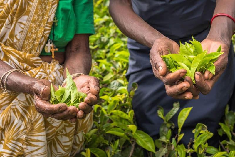 අයවැයෙන් පොරොන්දු වූ දවසට 200 දීමට වතු සමාගම් වැඩියෙන් දලු නෙලන්න නියම කරලා