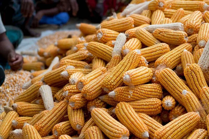 බඩඉරිඟු ටොන් 2800ක් වරායේ හිරවෙලා