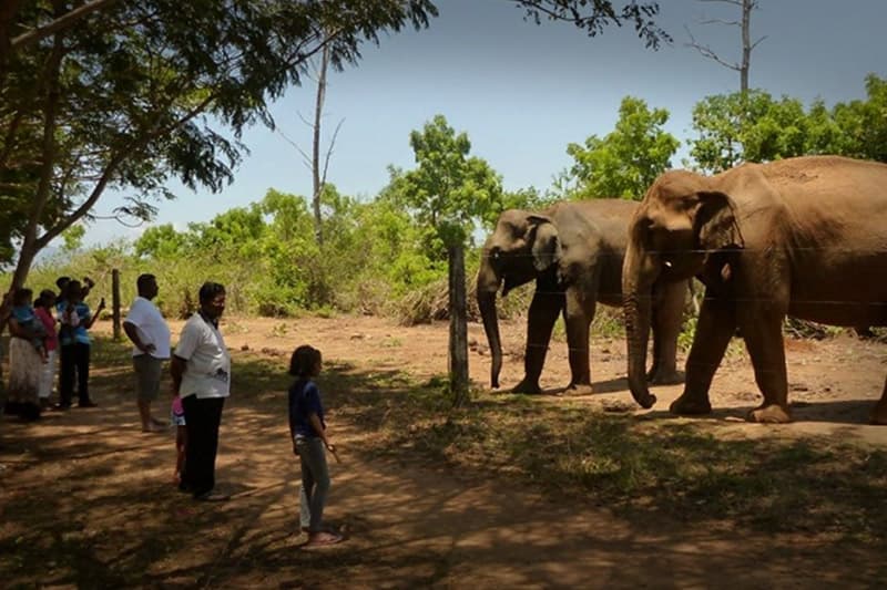 තවත් 'බම්බු ගැසීමක්' නොවිය යුතු වන අලින් වළකන උණ බම්බු ජෛව වැට