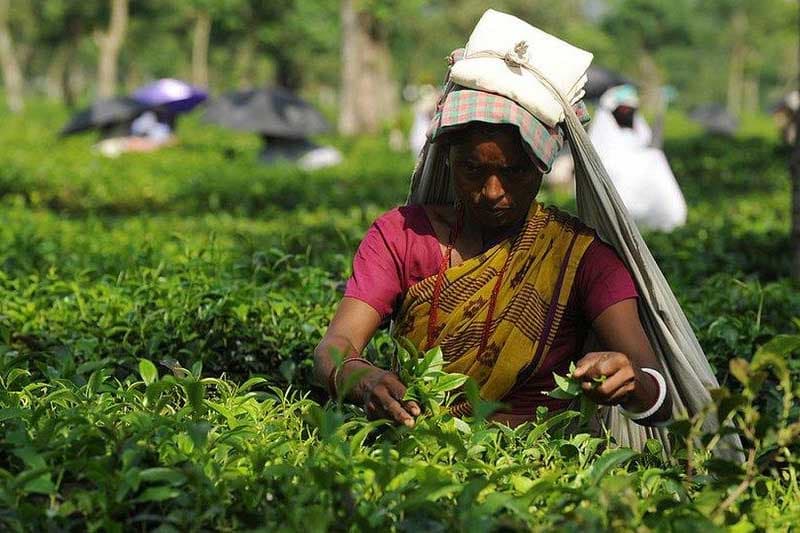 ලංකාවේ තේ කර්මාන්තය හමුවේ මතුවන අනාගත අභියෝග සහ විකල්ප මාවත් ('ටිකක් රිදෙයි' - TV Supreme සංවාදය)