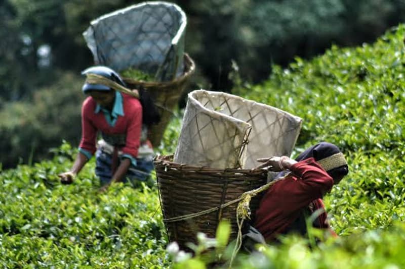 පනාමුරේ කතාව (09 කොටස) : රුපියල් පනහේ තේ වත්ත | ඉන්දු පෙරේරා