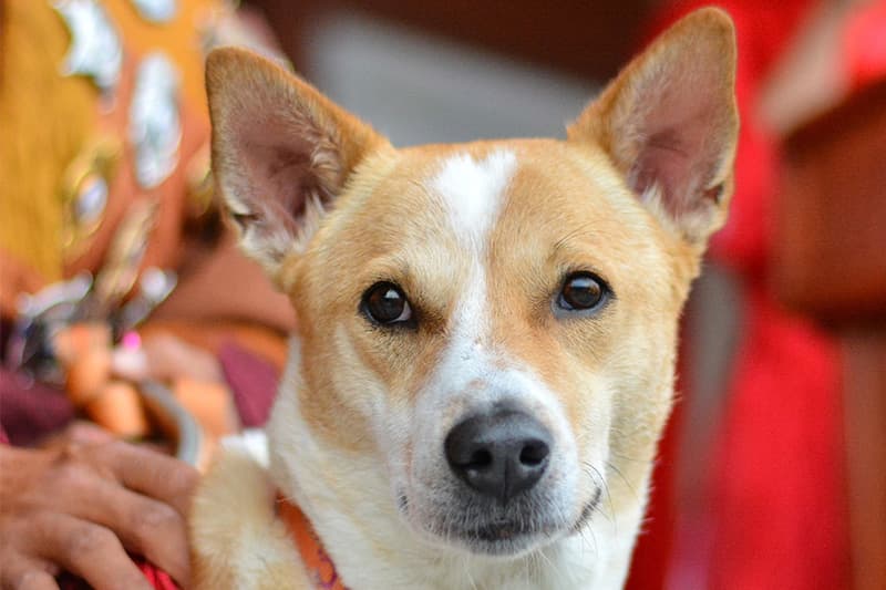 ආලෝකා දැන් උඩු ගුවනේ