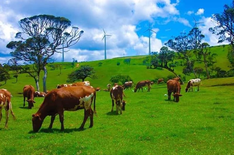 කිරි නිෂ්පාදනයට අඹේවෙල ඉඩම් දීමේදී රජයට ලැබෙන ආදායම නිසි ලෙස තක්සේරු වෙනවා ද?