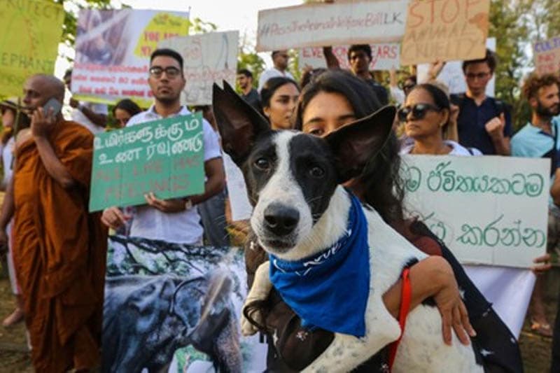 'සත්ව හිමිකම් මුහුණු පොතේ අරගලය ගාලු මුවදොරටත් ඒවි' | ප්‍රණීත් අභයසුන්දර
