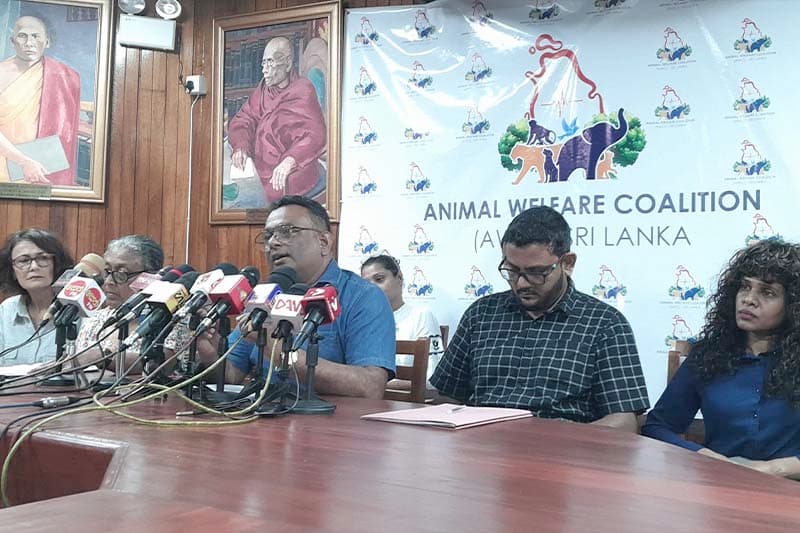 පැලැස්තර එපා! සත්ව ගහනය පාලනයට ජාතික ප්‍රතිපත්තියක් අවශ්‍යයි - සත්ව සුබසාධන සංසදය රජයට කියයි
