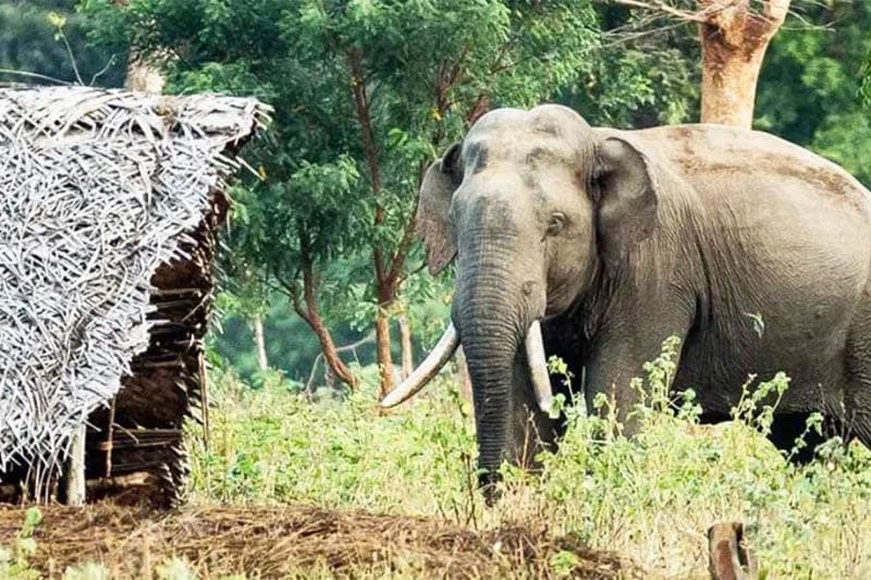අලි මිනිස් ගැටුම උග්‍ර අතට ! - පරිසර අමාත්‍ය ධම්මික පටබැඳි