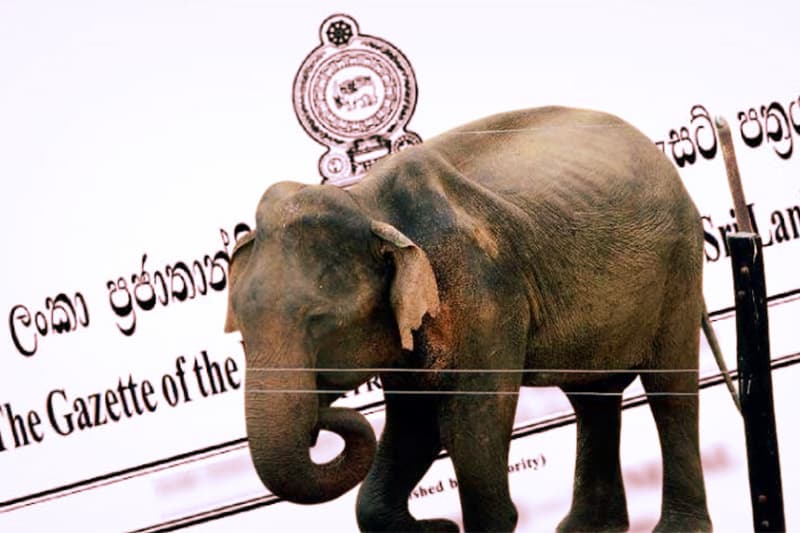 හම්බන්තොට වන අලි කළමනාකරණ කලාපයට ගැසට්ටුවක් - නීතිපති දැනුම් දෙයි