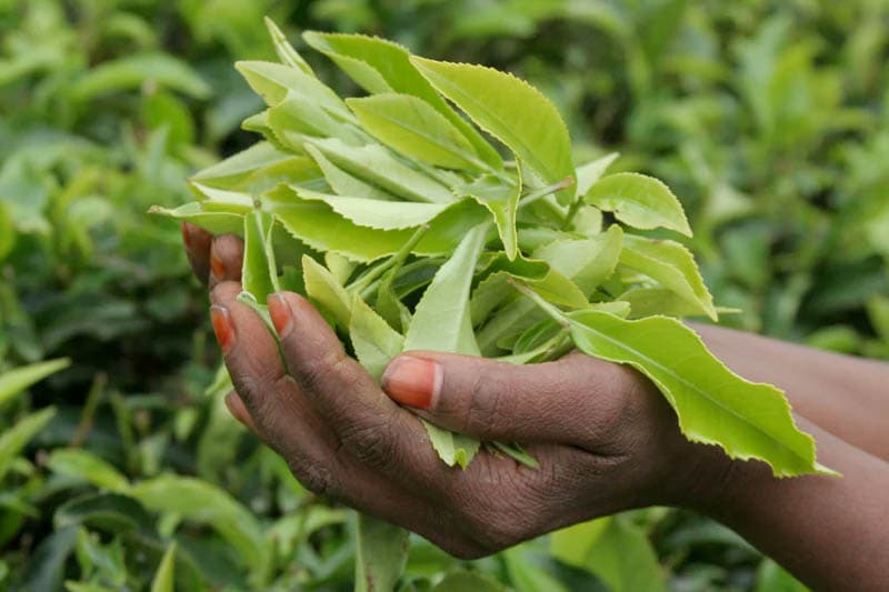 නොරට සිට ආ මුතුන් මිත්තෝ (18) : සිලෝන් ටීවලට කුමක් වෙයි ද? - (ඉන්දු පෙරේරා)