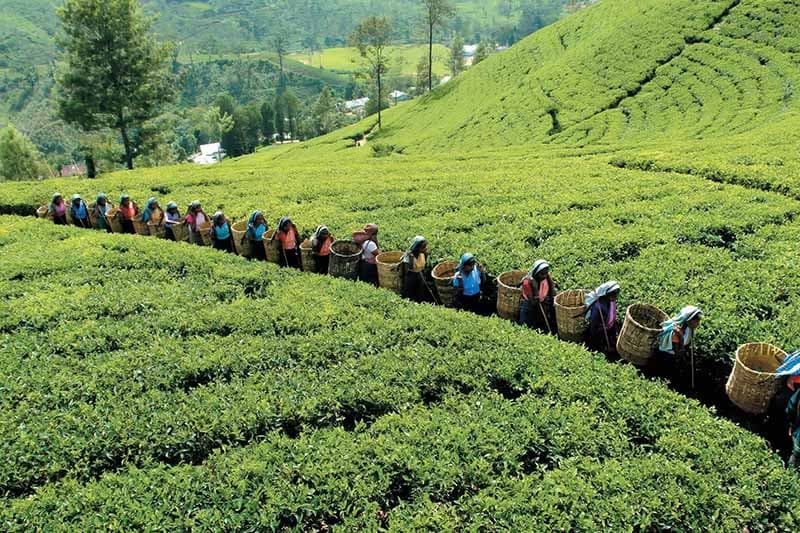 වතු කම්කරු වැටුප් වැඩි වීම් අද නොවේ හෙට .. | ඉෂංඛා සිංහආරච්චි)
