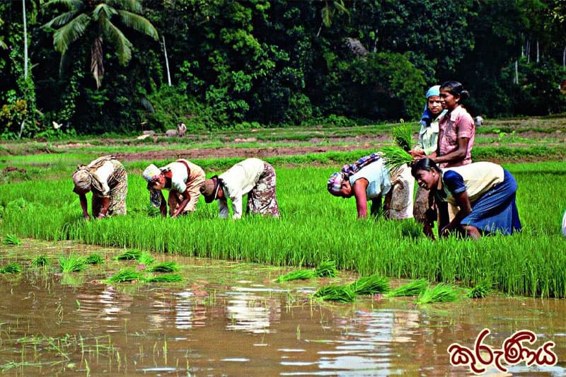 කුරුණිය :  'කරණය'ට කරන වී වගාව (1 කොටස) | ඉන්දු පෙරේරා