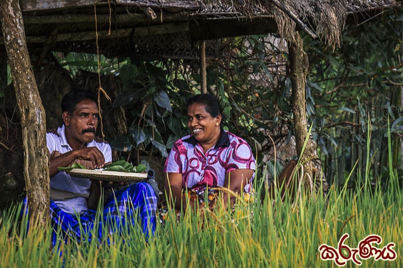 කුරුණිය : කුලියක් මලියක් නැතිව එකිනෙකා සහයෝගයෙන් කළ වී වගාව (3 කොටස) | ඉන්දු පෙරේරා