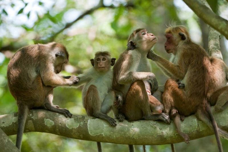 රිළව් ලක්ෂ 30ක් නෑ, තුනයි: විසාල කරදරයක් වුණේ පනස්දාහයි! - වෛද්ය චමිත් නානායක්කාර