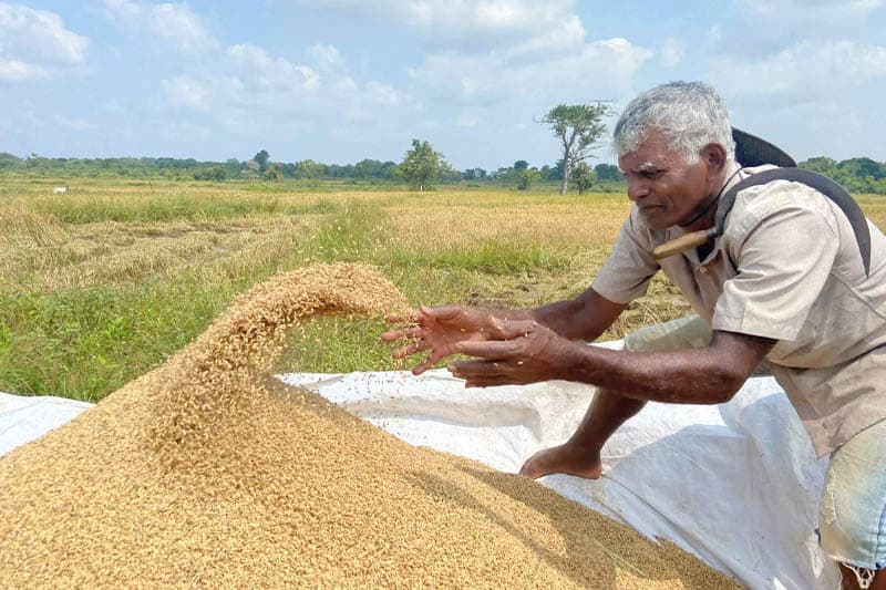 වී වගාව අත් හරිමු ද? - (පිලිප් ශාන්ත)