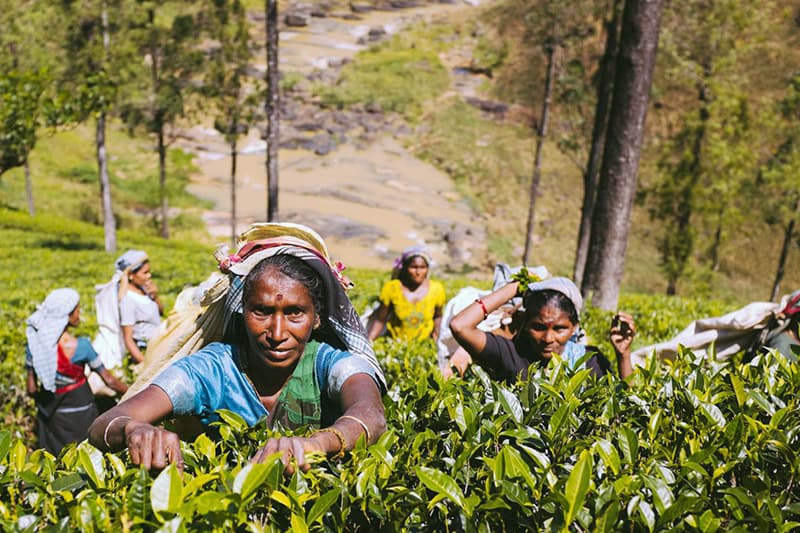 'ලංකාවේ තේ වගාවට අලුත්ම 'ගම්මාන' 500ක්' : 2030 වන විට ඩොලර් බිලියන 2.5ක් හොයන මහ සැලසුමක්