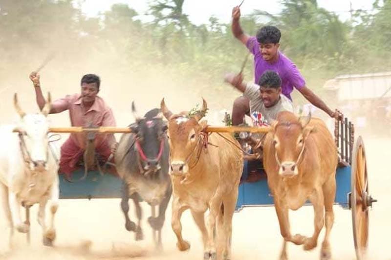 අලුත් අවුරුදු සමයේ ‘තිරික්කල් රේස්’ අදටත් ගැලපේ ද? | රීටා ජෙනට් පෙරේරා