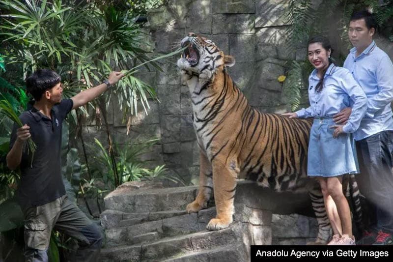 තායිලන්තයේ Tiger Kingdom උද්‍යානයේ ව්‍යාඝ්‍රයන් 72ක් හදිසියේ මියයයි