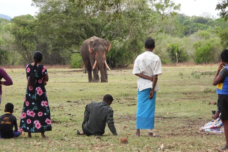 ජන මාධ්‍ය ඔස්සේ ඔබ දකින්නේ සැබෑ අලි මිනිස් ගැටුම නොවේ | ජේ. රත්නායක