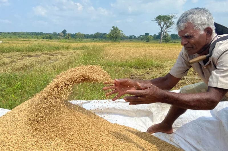 වී තොග තිබියදී හාල් නැව් එපා ! - ‘ජාතික ගොවි ජන එකමුතුව’ කියයි