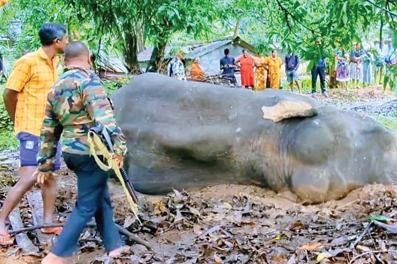 අන්ධ වනඅලියා පිලිස්සීමේ සිද්ධියට සැකකරුවන් තිදෙනෙකු අත්අඩංගුවට
