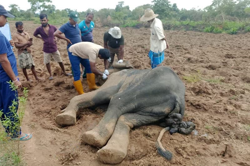 මහාඔය හක්කපටස් උගුලකට හසුවූ යොවුන් අලියා මරුට