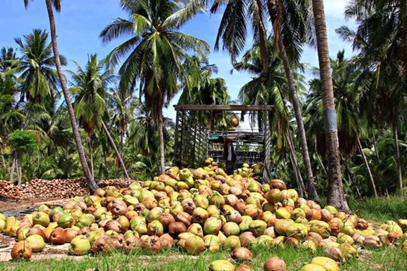 ගෝලීය බිලියන ගණනක පොල් වෙළඳපොළ ජය ගැනීමට උතුරේ පොල් ත්‍රිකෝණයෙන් දැවැන්ත පිම්මක්! (වීඩියෝ )