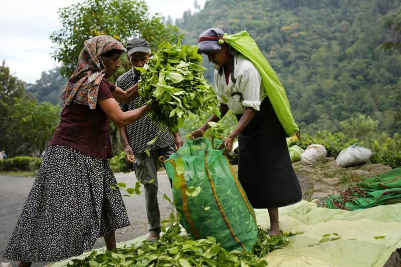 තේ සහ සංචාරක ප්‍රවර්ධන බිලියන ගණනක අරමුදල් මහා භාණ්ඩාගාරයට ගැනීමේ සූදානමක්