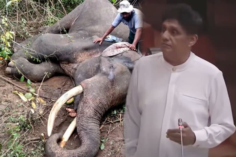 'භාතිය ඇතා' ගැන සංවේදීව විපක්ෂ නායක කියපු කතාව !
