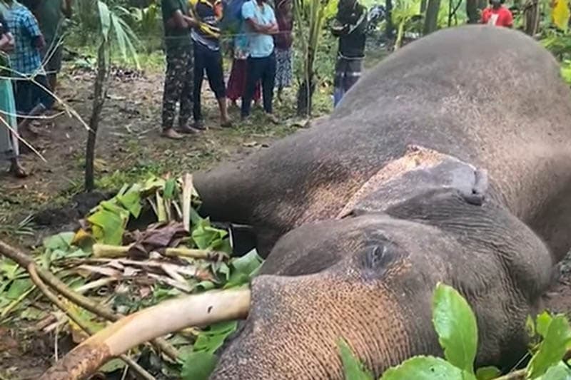 ජනවාරි 1 දා සිට නොවැ. 30 දා දක්වා වනඅලි 330ක් මැරිලා ! - අලි වැටෙන් වැඩක් වෙලා නෑ