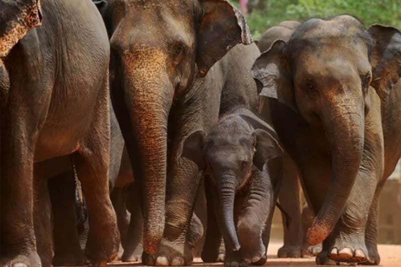 ඉඳුරුවේ ආචාරියා සිහි ගන්වන හම්බන්තොට වන අලි මෙහෙයුම