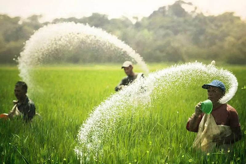 වී වගාවට පමණක් යූරියා ලබාදීමට රජය සැරසෙයි