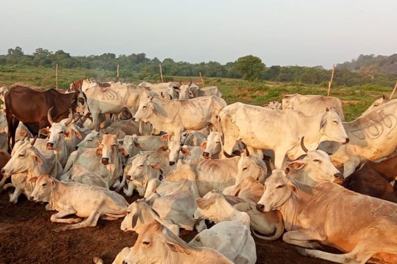 'වට්ටමඩු තෘණ භුමිය කිරි ගොවින්ට දෙන්න; ගංවතුරත් ඊට සාක්ෂියක්'