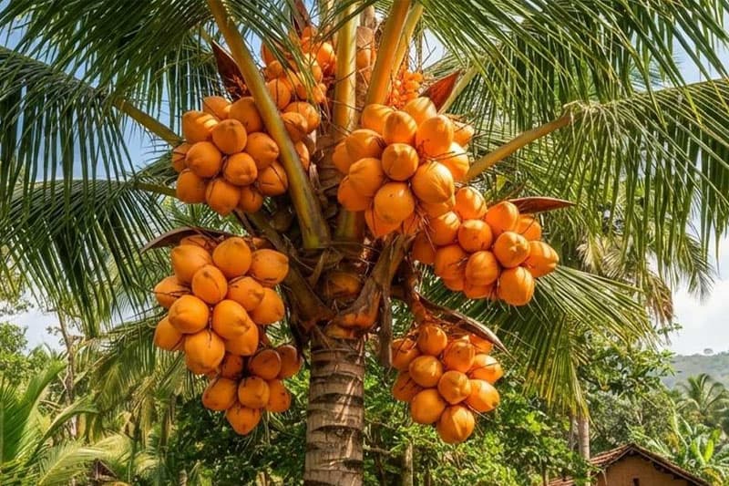 ඩොලර් බිලියන 10ක ගෝලීය වෙළඳපොළ ඉලක්ක කරගත් තැඹිලි අපනයන ව්‍යාපෘතියක්