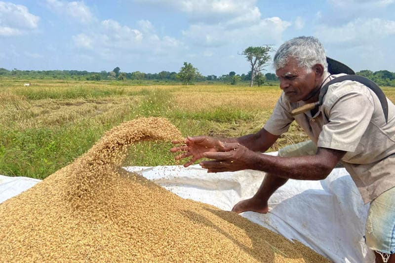 සහල් ආනයනය අලුත් ආණ්ඩුවේ අනුවණ කමක් ද? - (රේණුකා දමයන්ති ගමගේ)