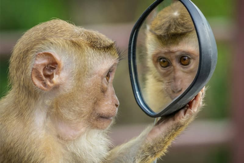 මහනුවර වන සත්ව සංගණනය බාබර් ගේ වැඩේ ටේලර් ට බාර දීමක් වේ ද? | රීටා ජෙනට් පෙරේරා