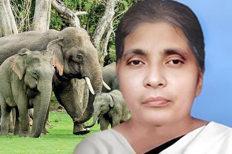 වන අලින් මැද මළ මිනියකට තනි රැක්ක ග්‍රාම නිලධාරී රොසලින් නෝනා